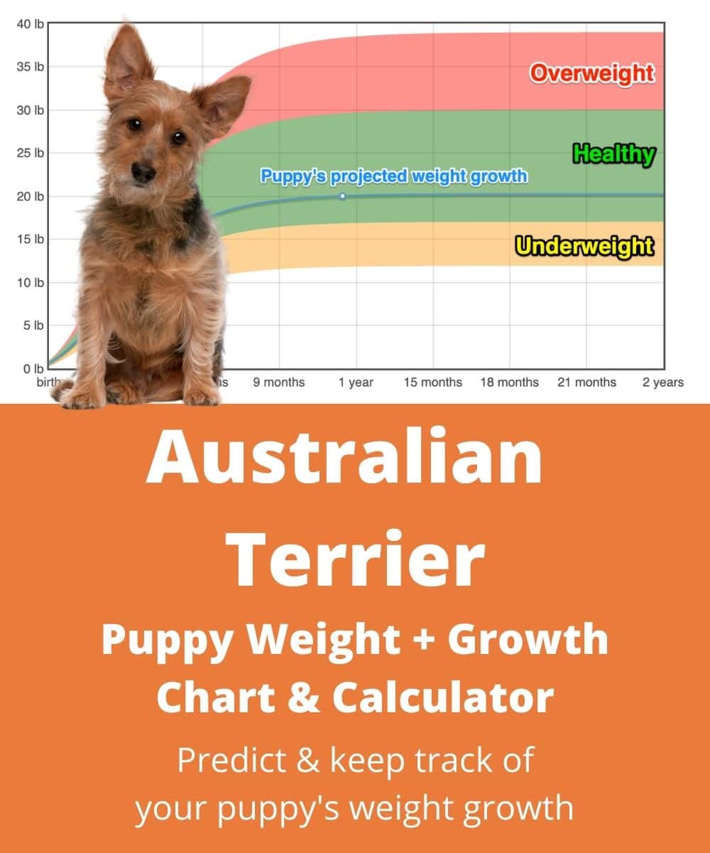 australian-terrier Puppy Weight Growth Chart australian-terrier Puppy Weight Growth Chart